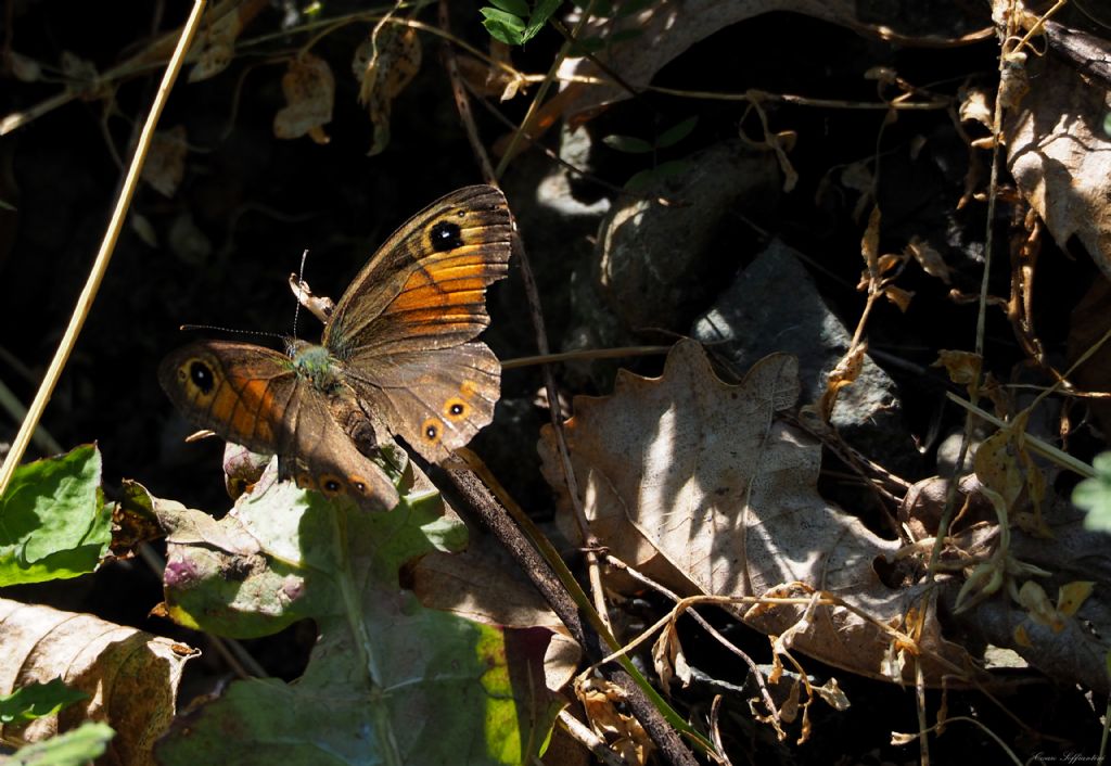 Erebia medusa e Lasiommata maera, Nymphalidae Satyrinae